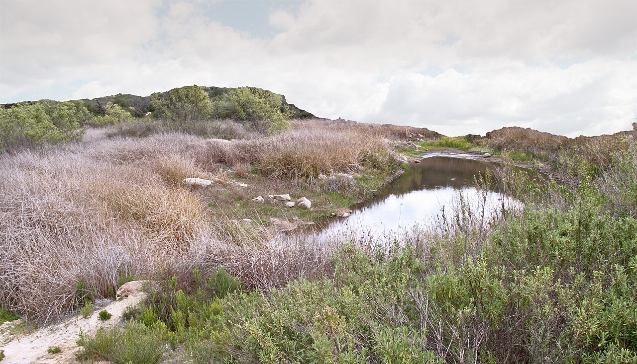 Small water feature at Daley Ranch surrounded by grasses and open-space vegetation.